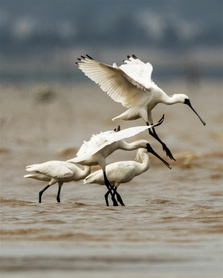 CHINA-FUJIAN-BIRDS-WETLANDS (CN)