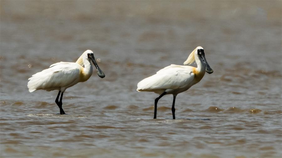 CHINA-FUJIAN-BIRDS-WETLANDS (CN)