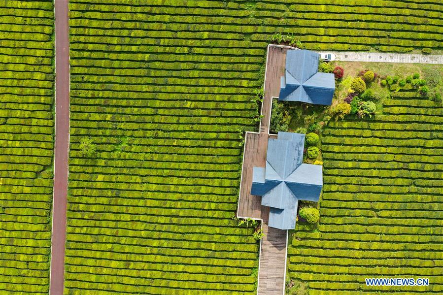 CHINA-GUIZHOU-TEA GARDEN-SCENERY (CN)
