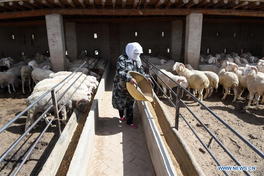 CHINA-GANSU-SHEEP-POVERTY ALLEVIATION (CN)