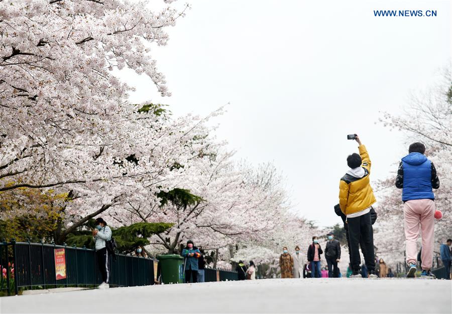 CHINA-QINGDAO-CHERRY BLOSSOM (CN)