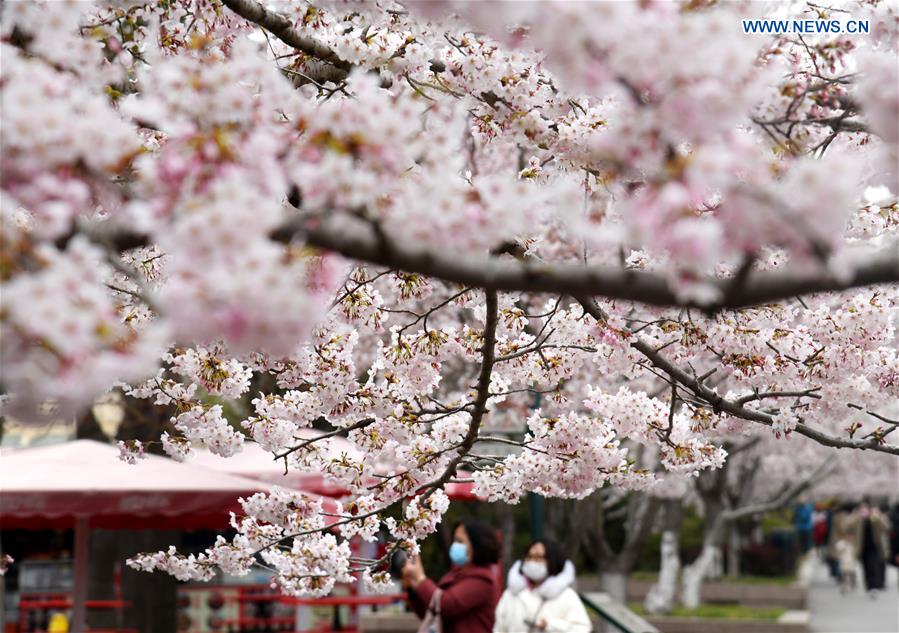 CHINA-QINGDAO-CHERRY BLOSSOM (CN)