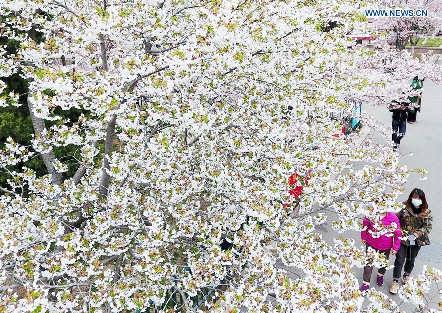 CHINA-QINGDAO-CHERRY BLOSSOM (CN)