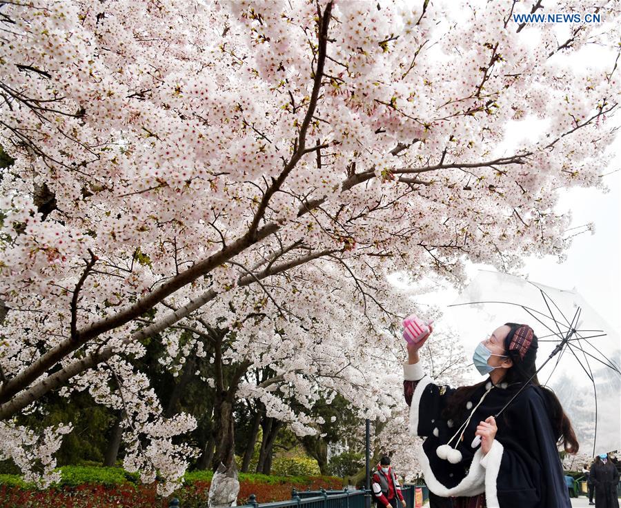 CHINA-QINGDAO-CHERRY BLOSSOM (CN)