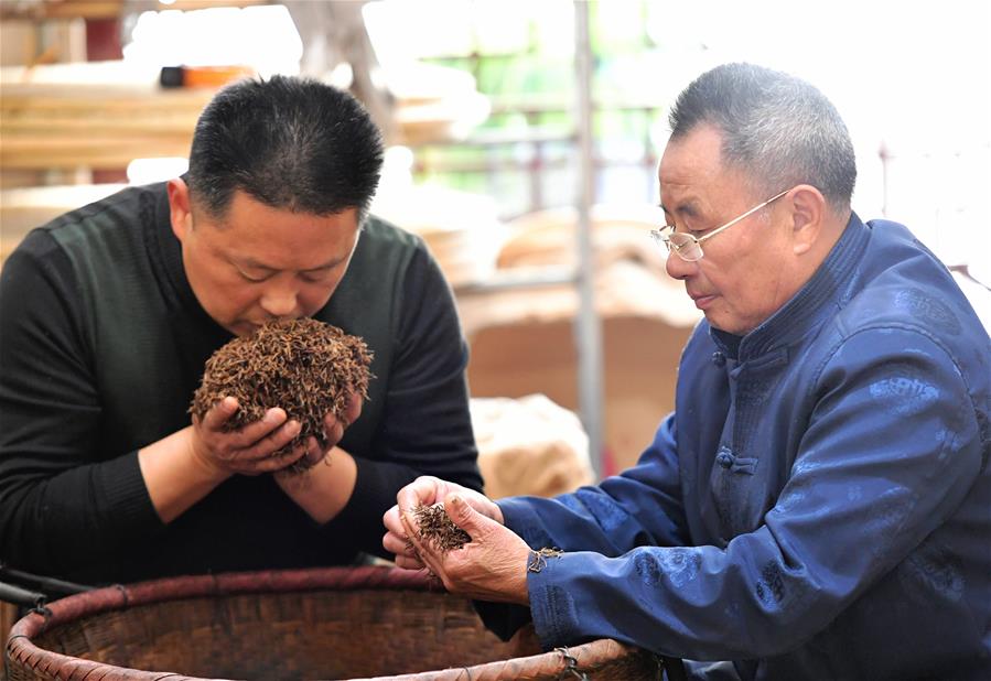 CHINA-FUJIAN-WUYISHAN-BLACK TEA-HARVEST-MAKING (CN)