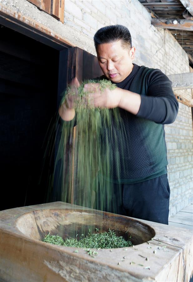 CHINA-FUJIAN-WUYISHAN-BLACK TEA-HARVEST-MAKING (CN)