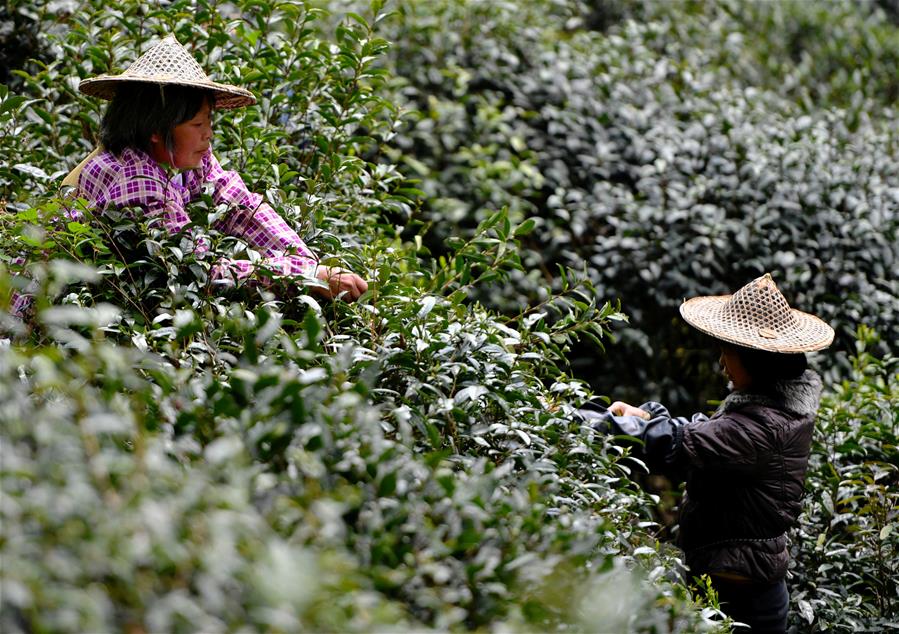 CHINA-FUJIAN-WUYISHAN-BLACK TEA-HARVEST-MAKING (CN)