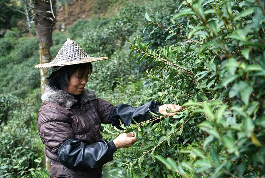 CHINA-FUJIAN-WUYISHAN-BLACK TEA-HARVEST-MAKING (CN)