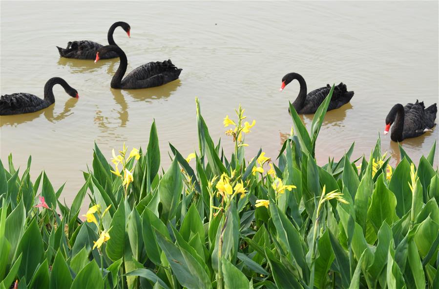 GUANGXI-NANNING-SPRING-VIEW (CN)