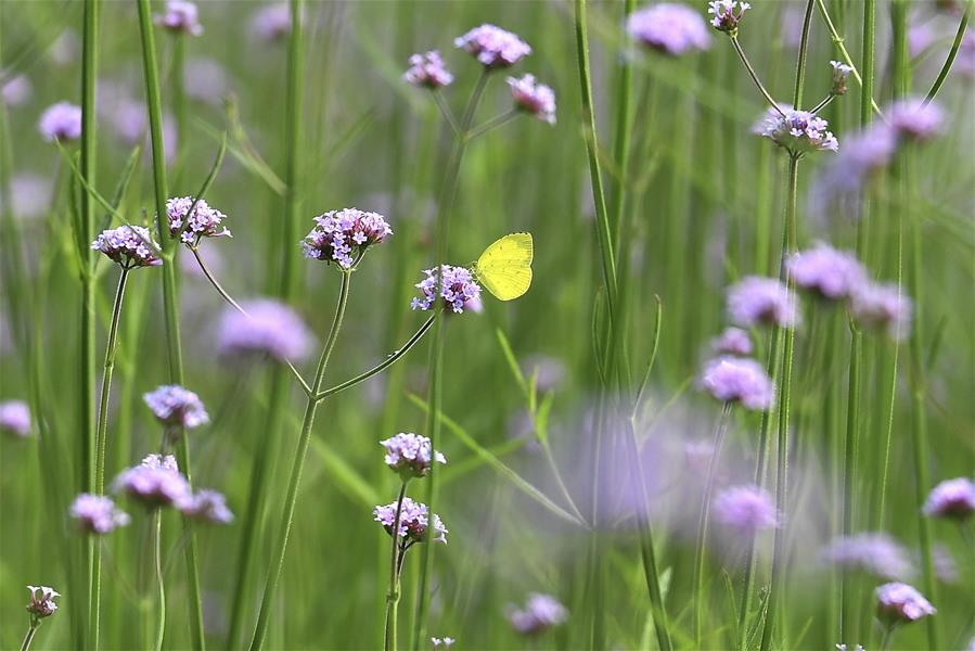 GUANGXI-NANNING-SPRING-VIEW (CN)