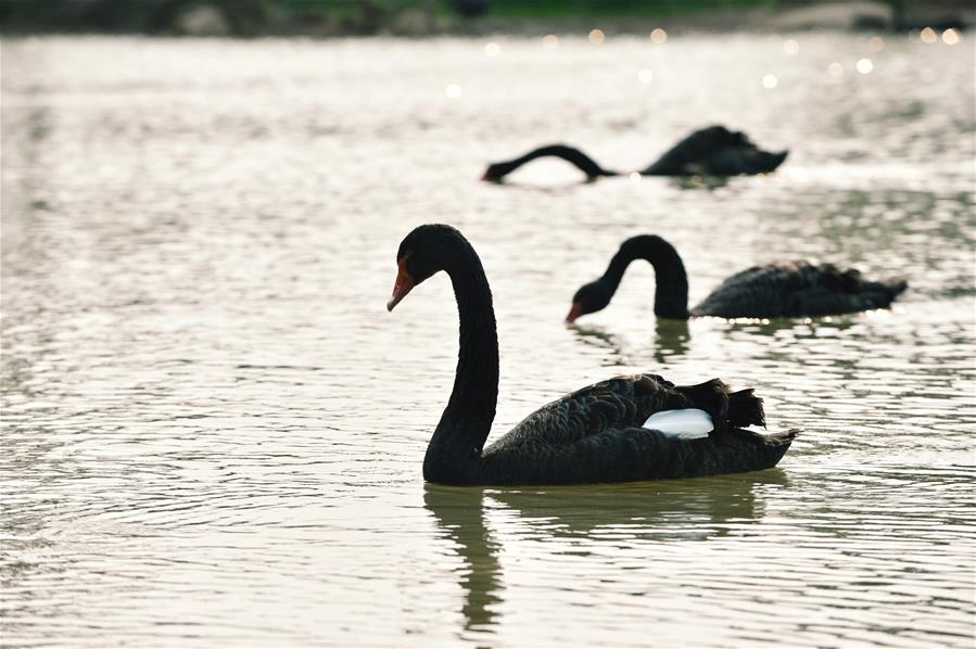 GUANGXI-NANNING-SPRING-VIEW (CN)