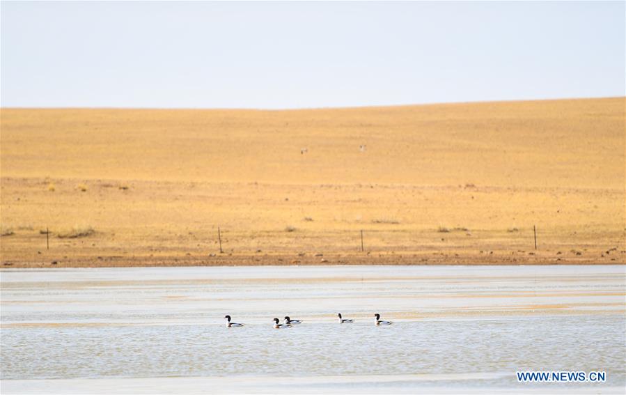 CHINA-INNER MONGOLIA-XILINGOL-GRASSLAND-RECOVERY (CN)