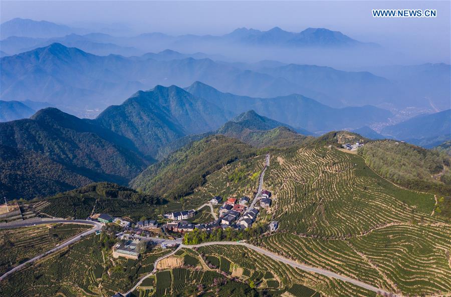 CHINA-HANGZHOU-YUNWU TEA-HARVEST (CN)