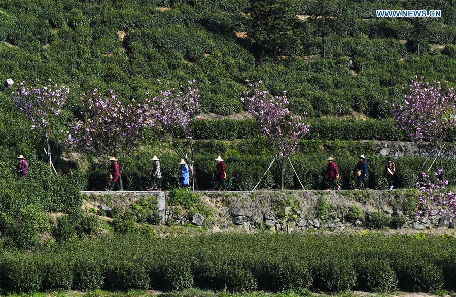 CHINA-HANGZHOU-YUNWU TEA-HARVEST (CN)