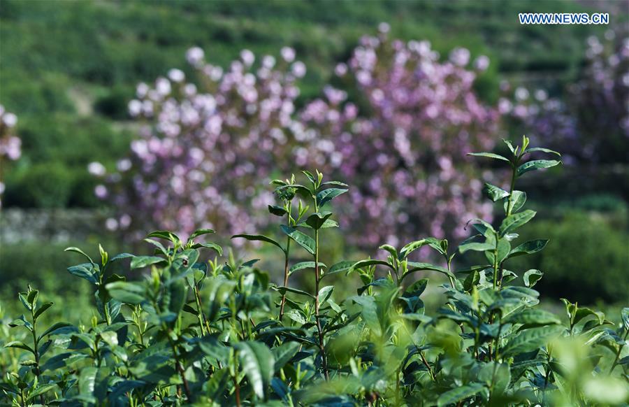 CHINA-HANGZHOU-YUNWU TEA-HARVEST (CN)