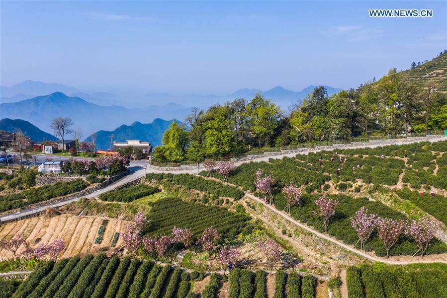 CHINA-HANGZHOU-YUNWU TEA-HARVEST (CN)