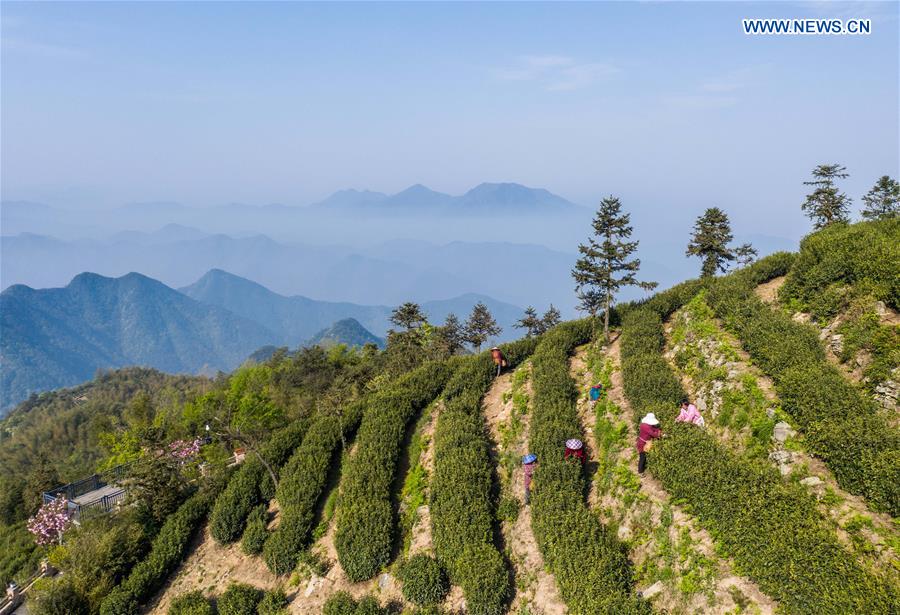 CHINA-HANGZHOU-YUNWU TEA-HARVEST (CN)