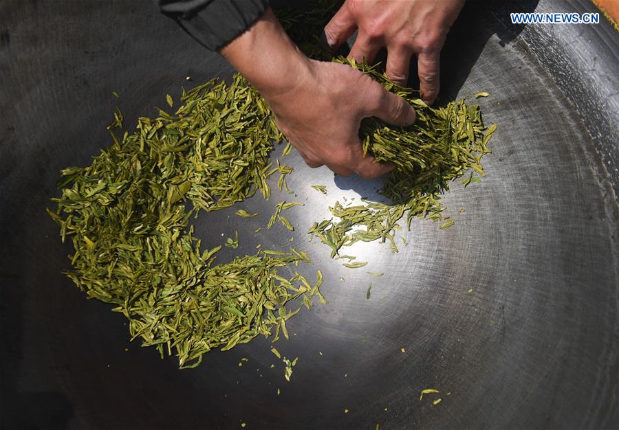 CHINA-HANGZHOU-YUNWU TEA-HARVEST (CN)