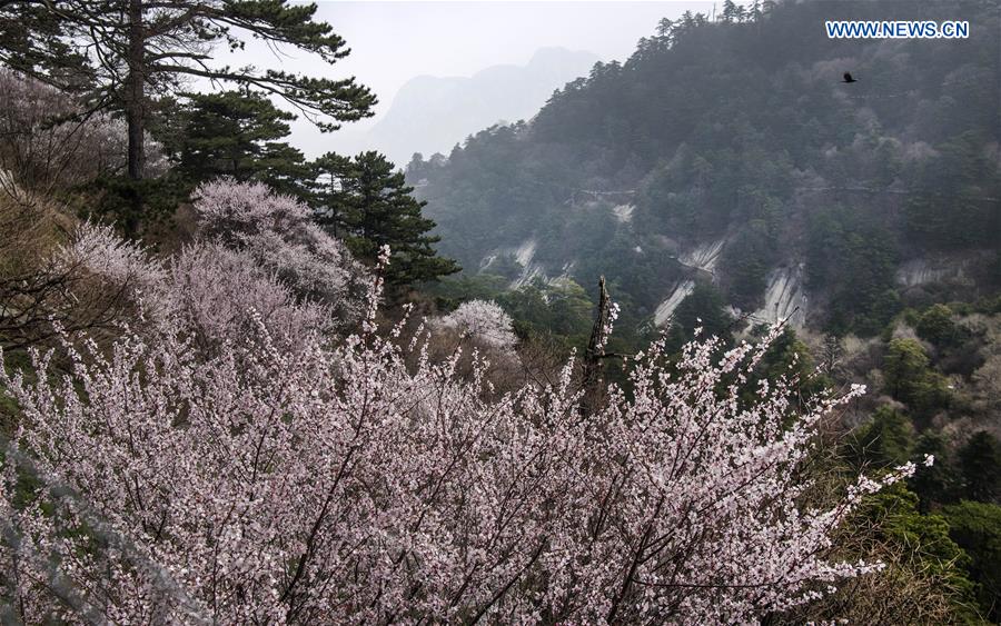 SHAANXI-HUAYIN-MOUNT HUASHAN (CN)