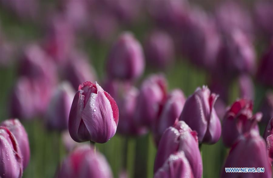 CHINA-SHAANXI-FLORA PARK (CN)