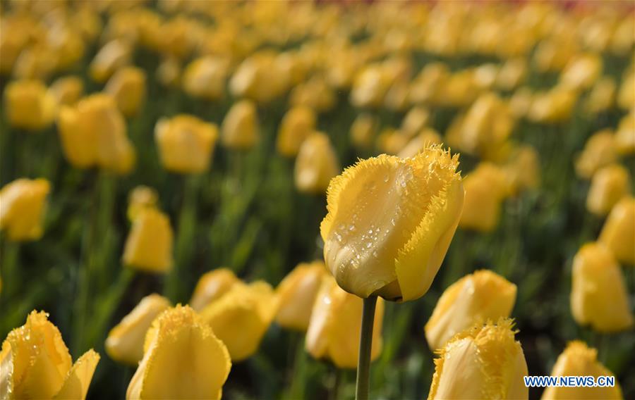 CHINA-SHAANXI-FLORA PARK (CN)