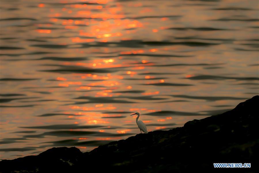 PHILIPPINES-MANILA-SUNSET-BIRD