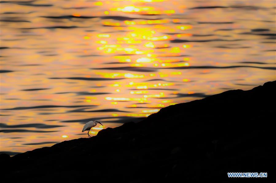PHILIPPINES-MANILA-SUNSET-BIRD