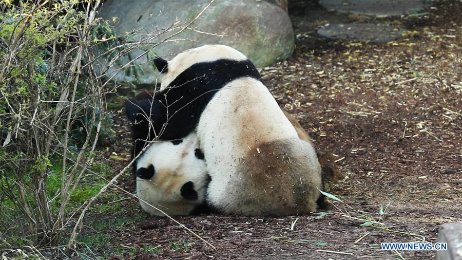 DENMARK-COPENHAGEN-ZOO-PANDA
