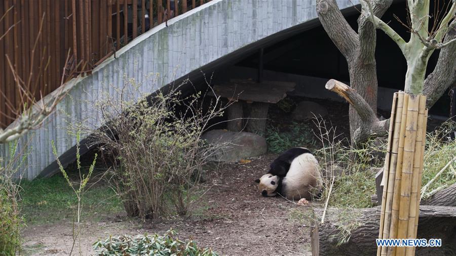 DENMARK-COPENHAGEN-ZOO-PANDA