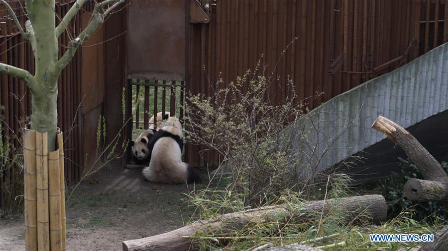 DENMARK-COPENHAGEN-ZOO-PANDA