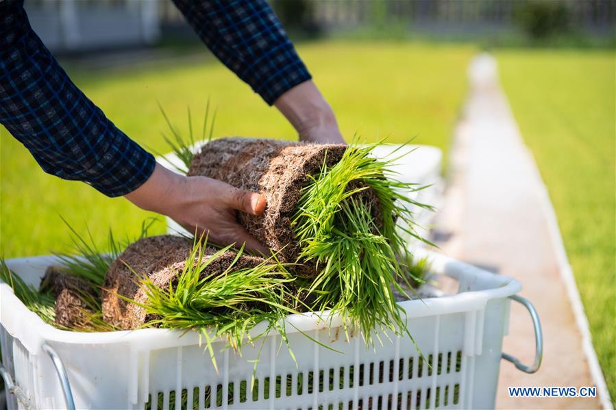 CHINA-HUNAN-NINGXIANG-FARM-RICE SEEDLING(CN)