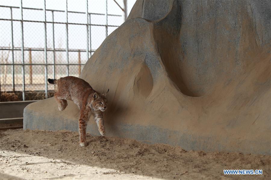 CHINA-GANSU-AKSAY-WILD ANIMAL-RESCUE STATION (CN)