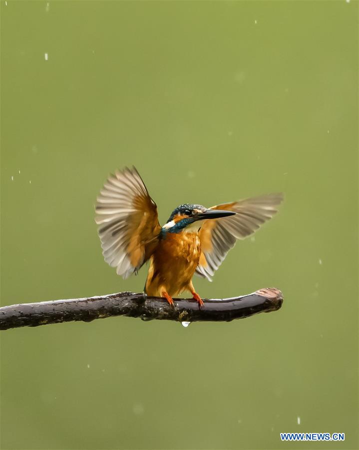 CHINA-FUZHOU-BIRDS (CN)