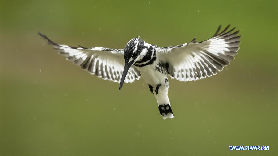 CHINA-FUZHOU-BIRDS (CN)