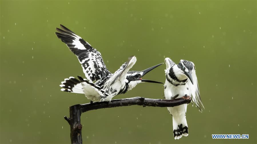 CHINA-FUZHOU-BIRDS (CN)