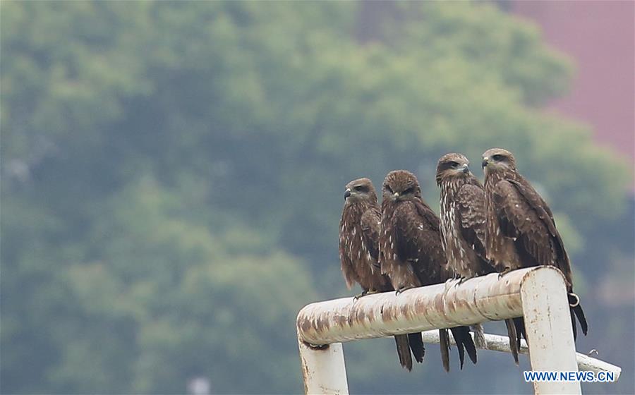 NEPAL-KATHMANDU-LOCKDOWN-EAGLES