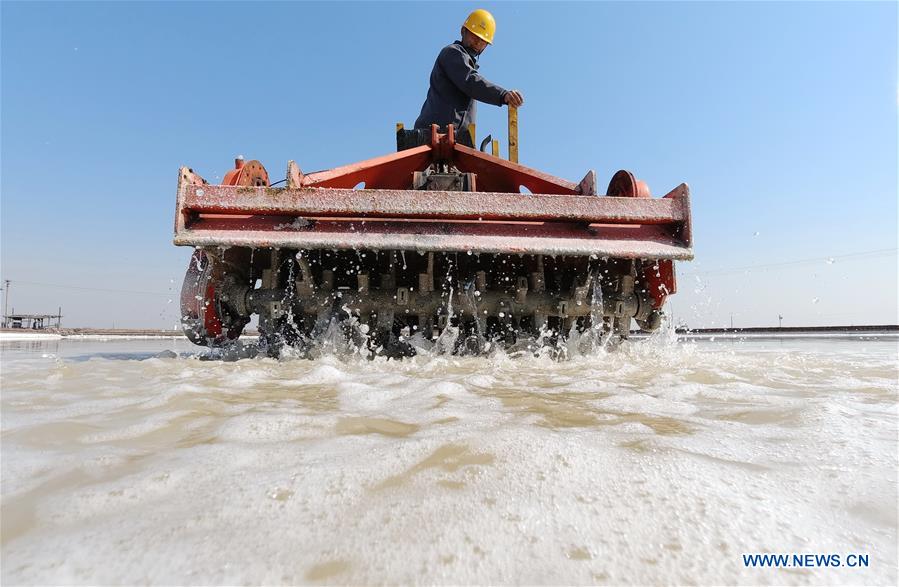 CHINA-HEBEI-TANGSHAN-SALT-HARVEST (CN)