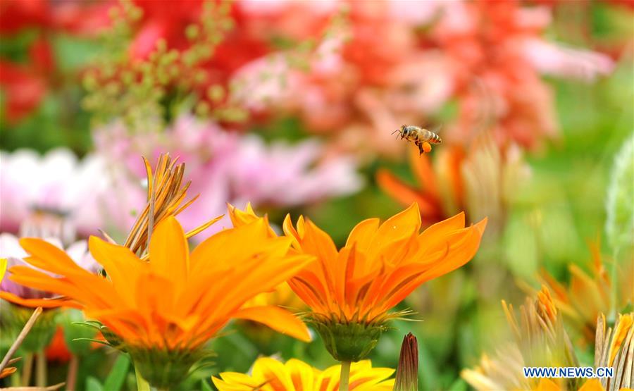 KASHMIR-JAMMU-FLOWER