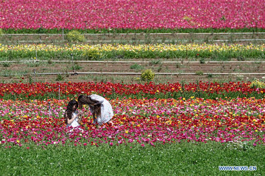 ISRAEL-HULA VALLEY-SPRING