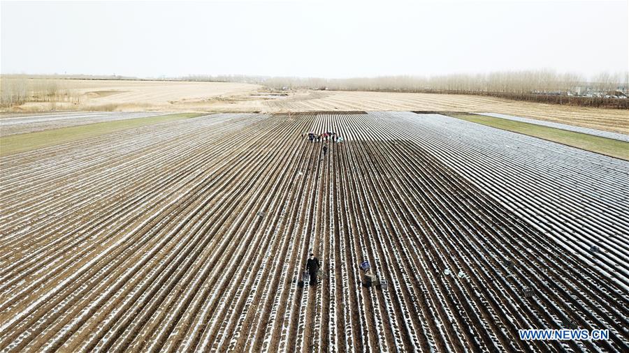 CHINA-HEILONGJIANG-FARMING (CN)