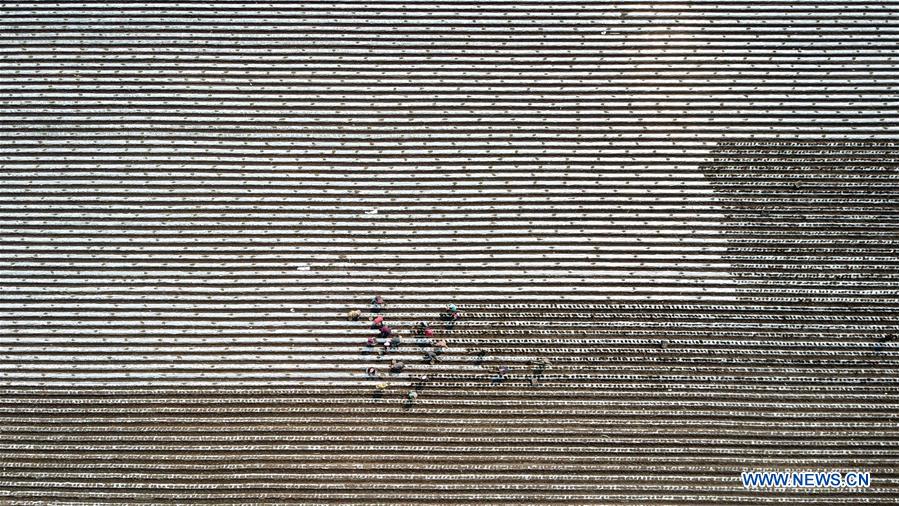 CHINA-HEILONGJIANG-FARMING (CN)
