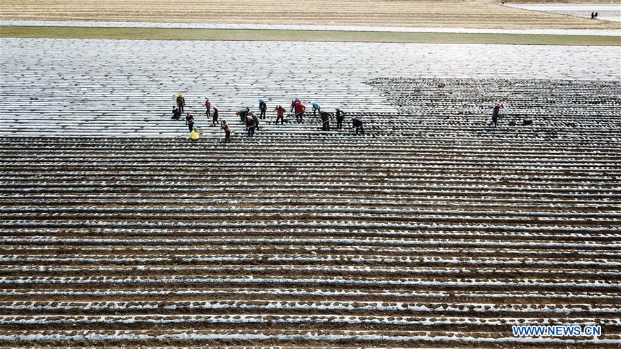 CHINA-HEILONGJIANG-FARMING (CN)