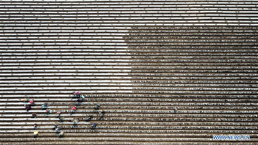 CHINA-HEILONGJIANG-FARMING (CN)