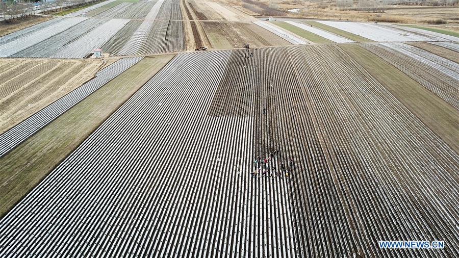 CHINA-HEILONGJIANG-FARMING (CN)