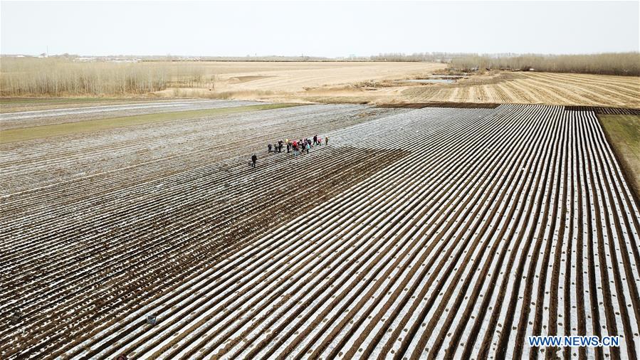 CHINA-HEILONGJIANG-FARMING (CN)