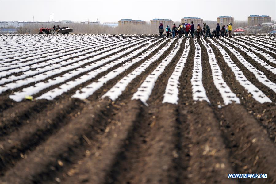 CHINA-HEILONGJIANG-FARMING (CN)