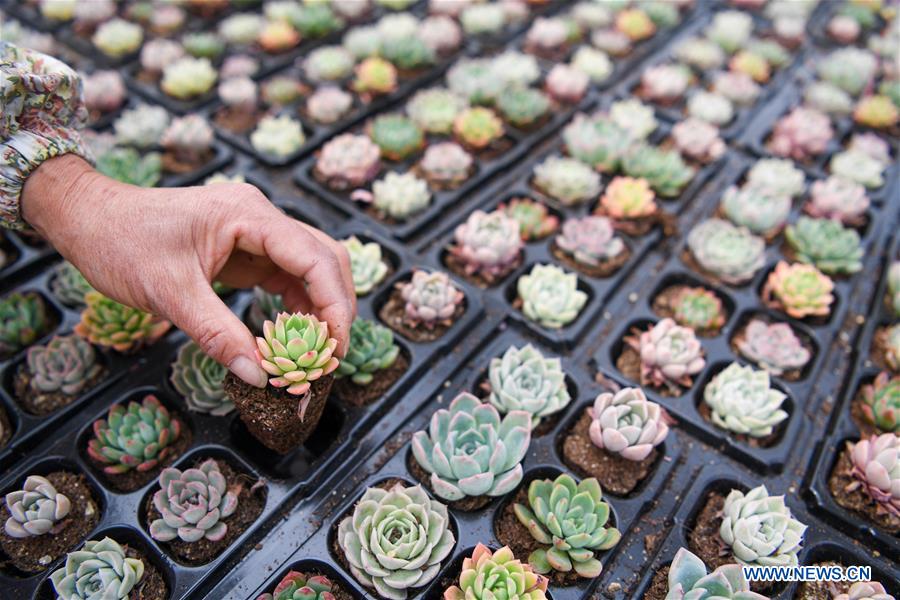 Succulent industry benefits Xiejia Town in E China Xinhua English