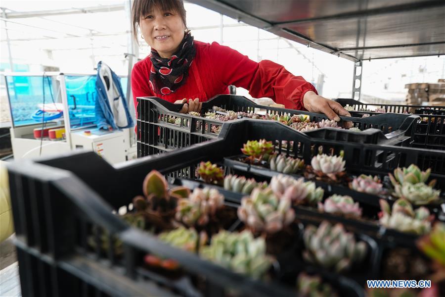 CHINA-JIANGSU-SUCCULENTS-CULTIVATION(CN)