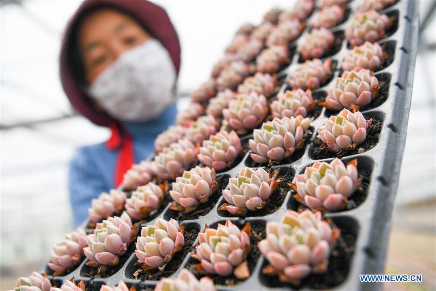 CHINA-JIANGSU-SUCCULENTS-CULTIVATION(CN)
