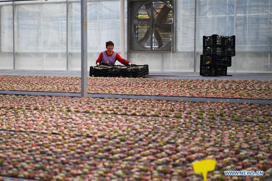 CHINA-JIANGSU-SUCCULENTS-CULTIVATION(CN)